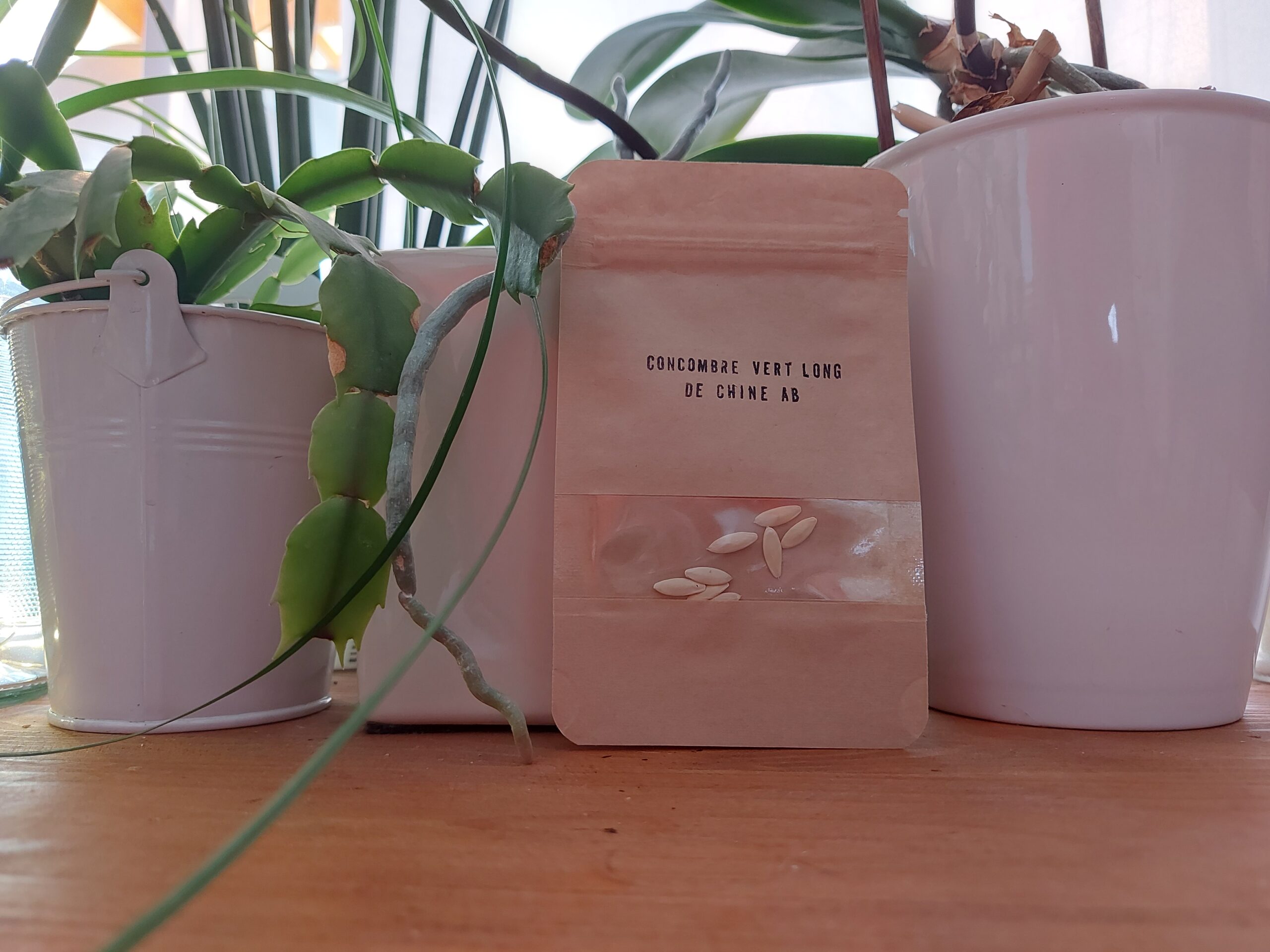 sachetconcombrevertlongdechine