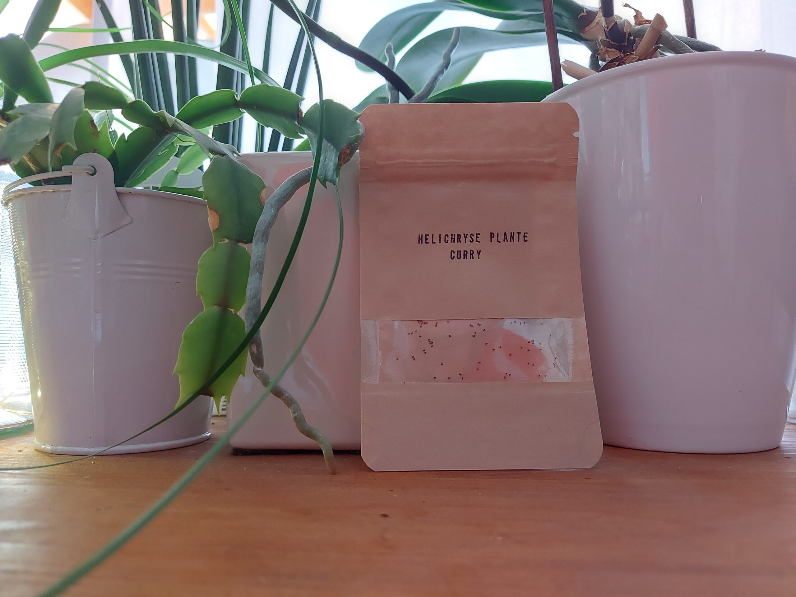 sachethelichyseplantecurry