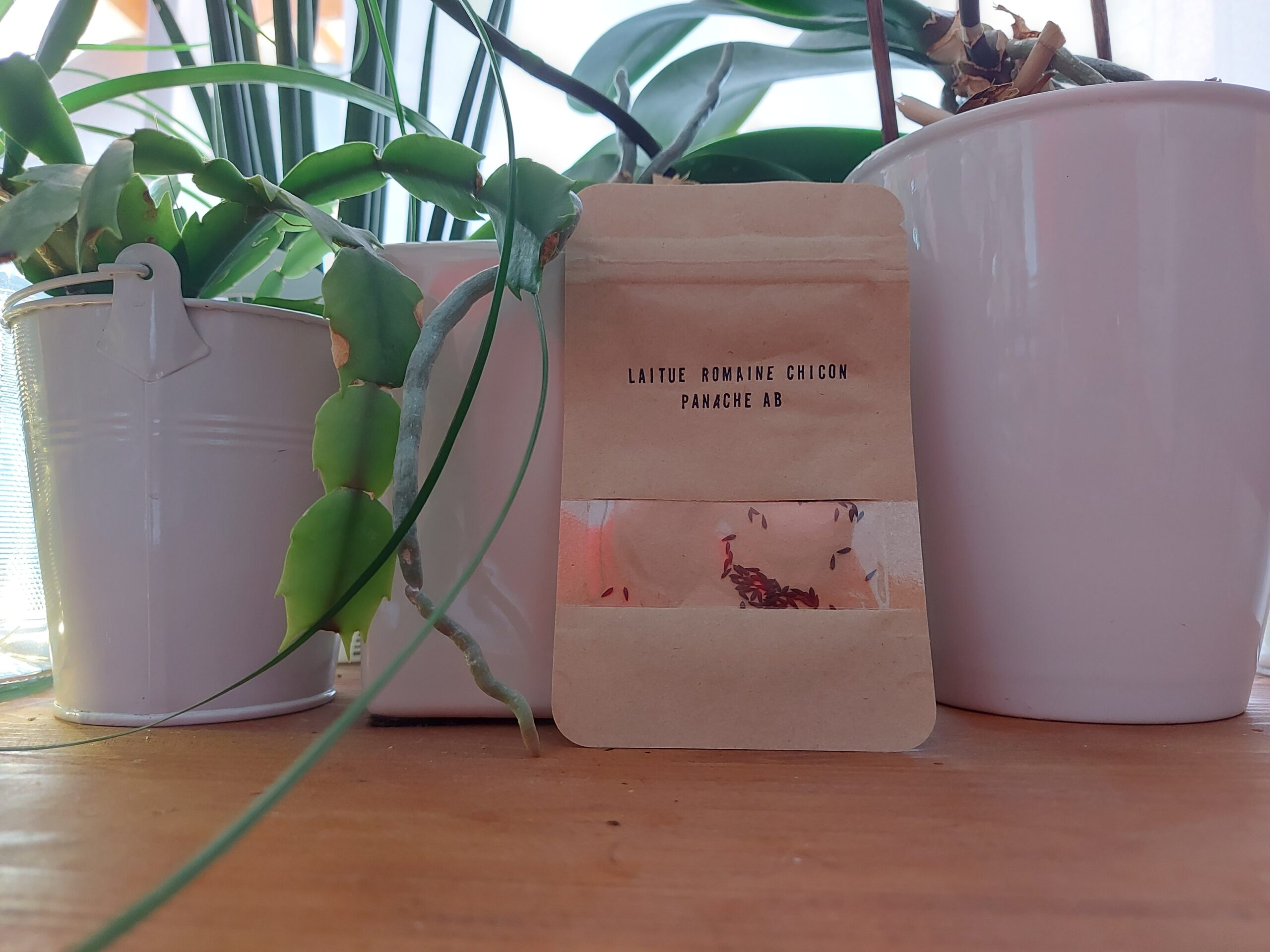 sachetlaitueromainechiconpanache