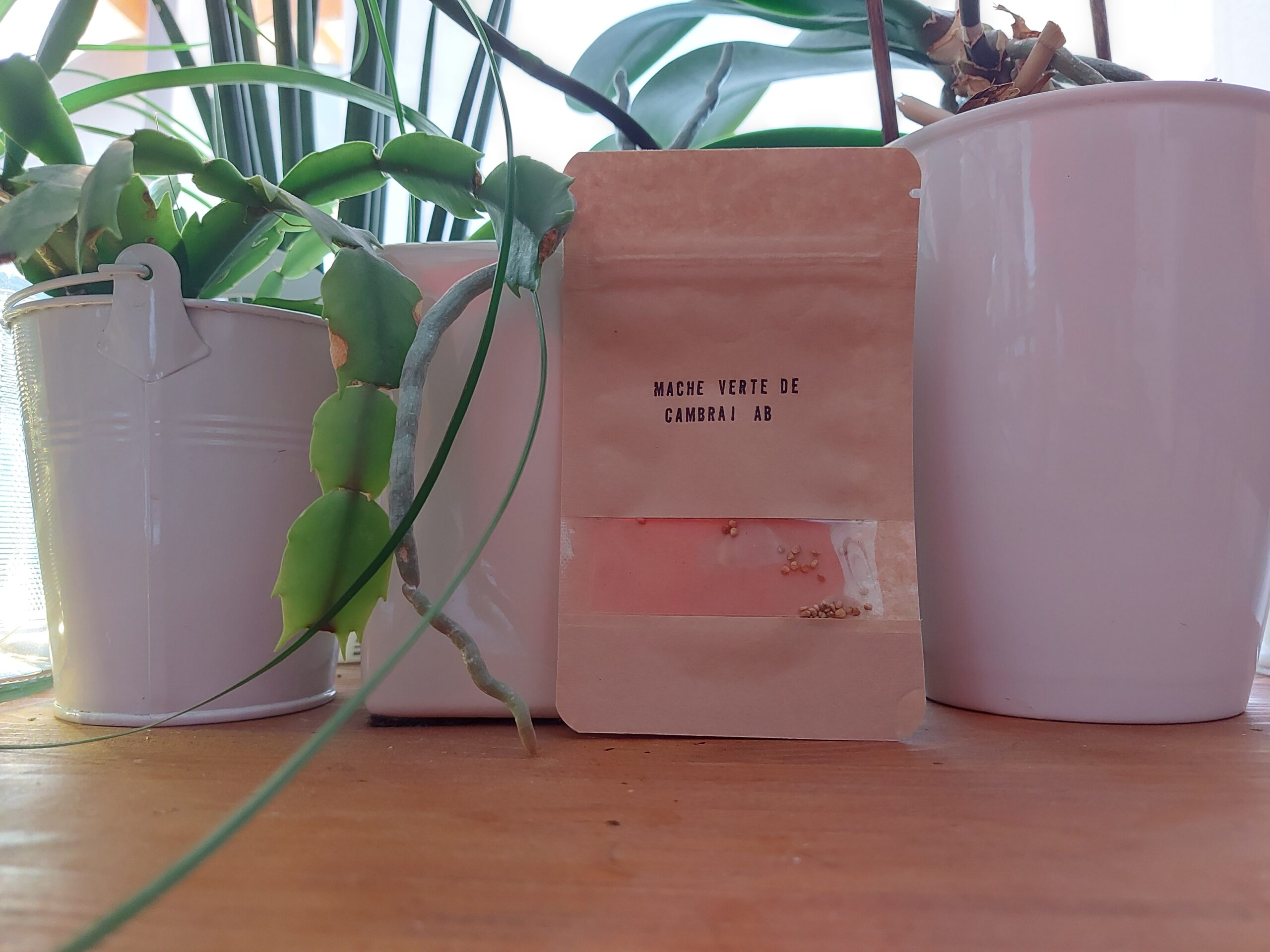 sachetmachevertedecambrai