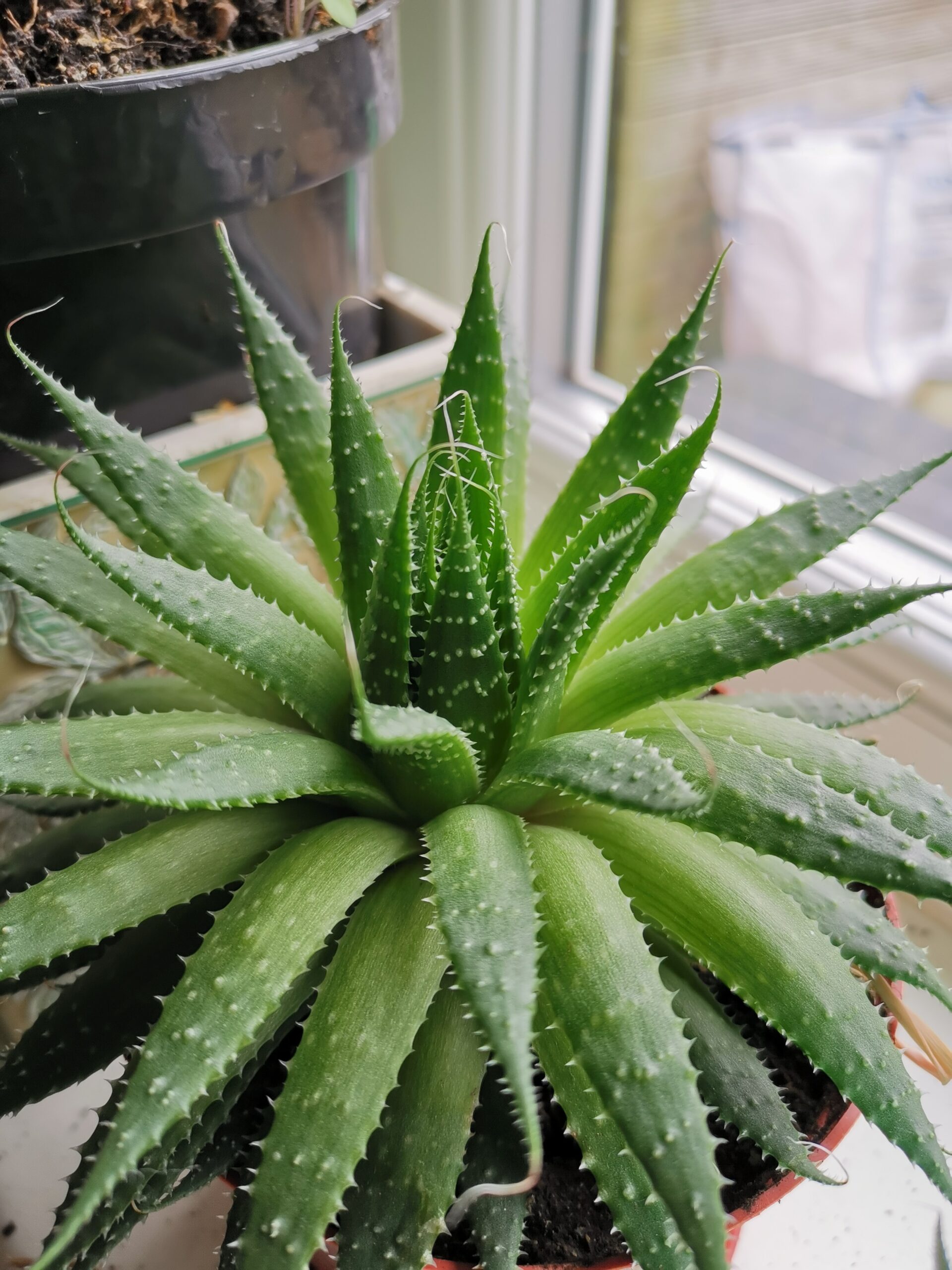 aloevera1