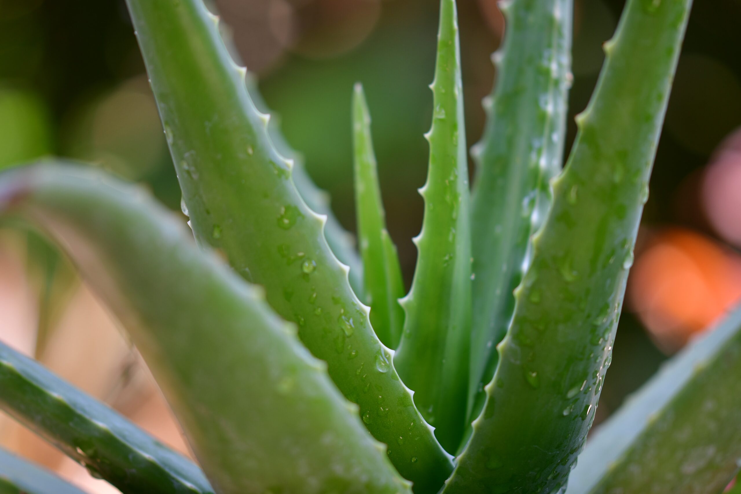 aloevera2