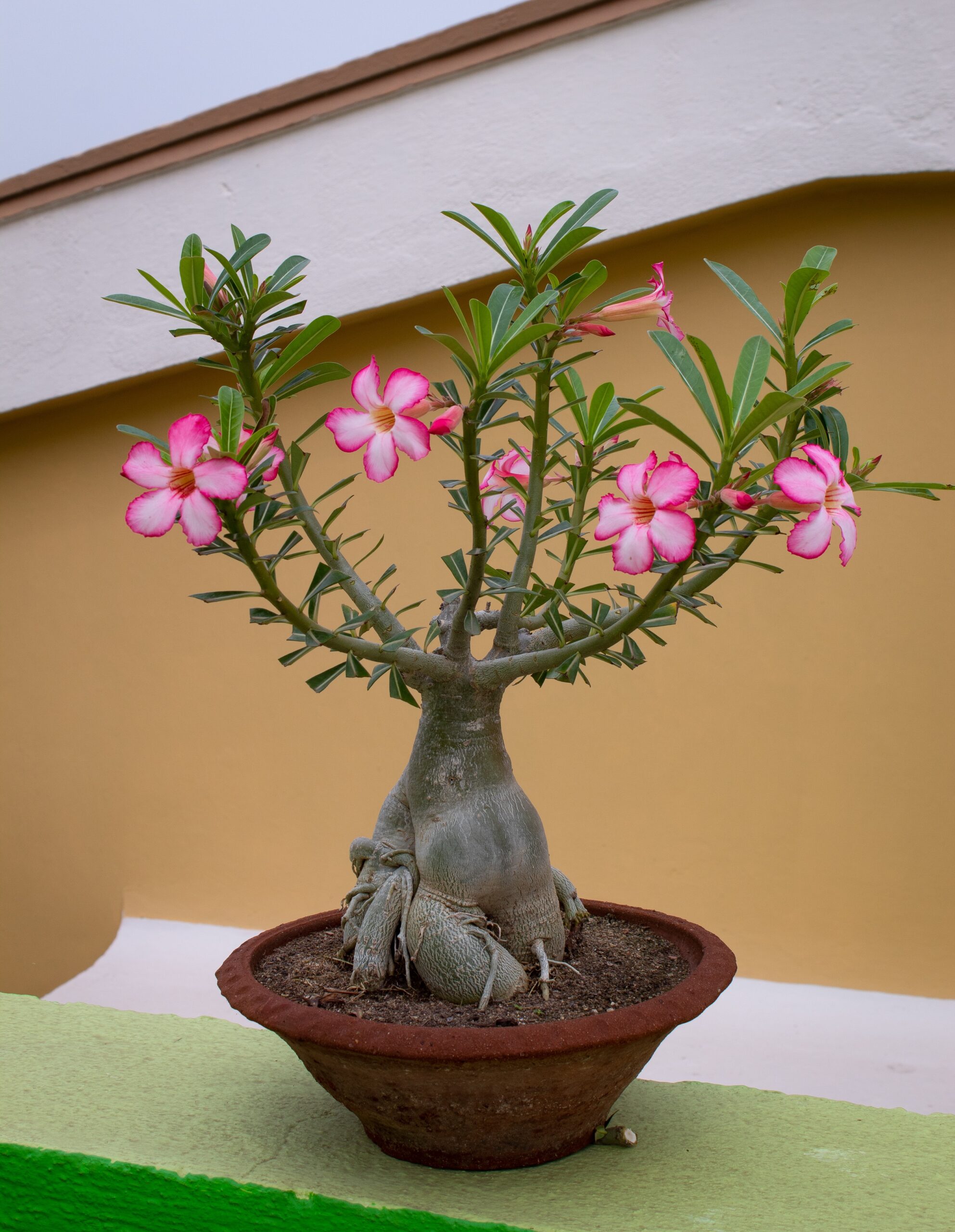 Adenium obesum ROSE DU DÉSERT / LIS DES IMPALAS (10 graines)