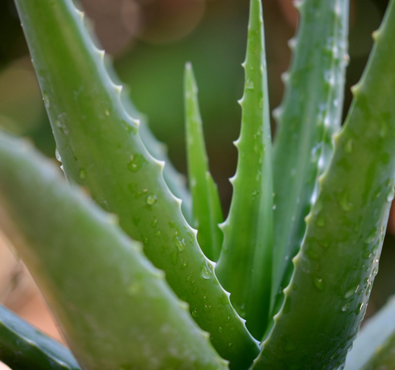 aloevera2 aloevera2