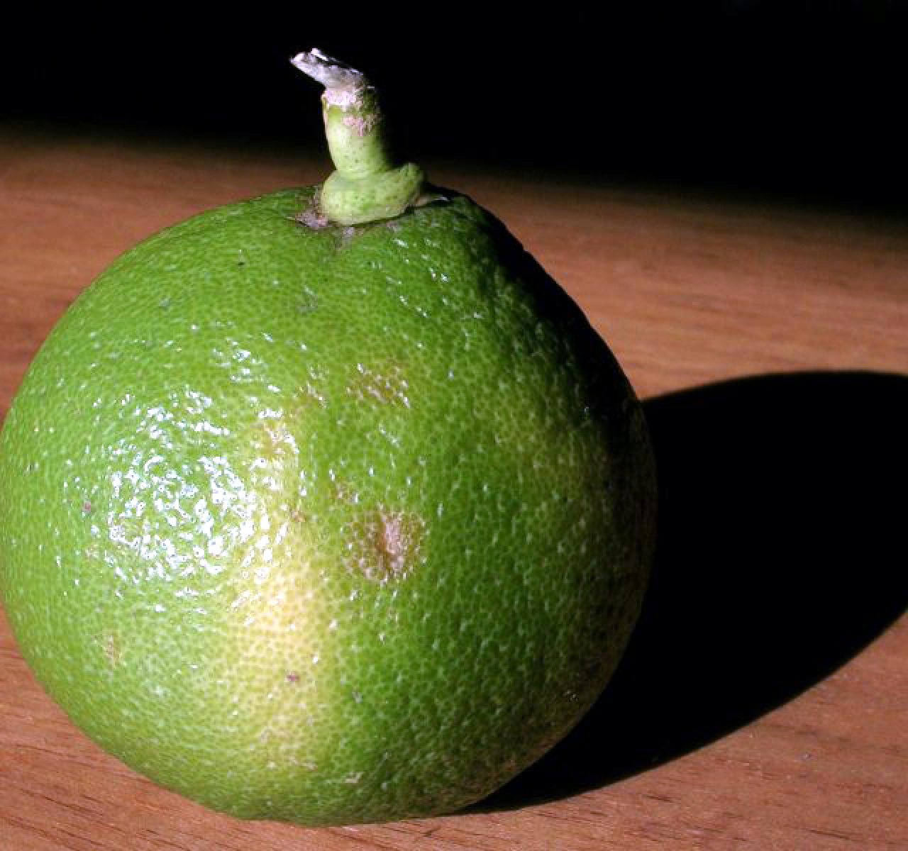 Bergamotte Eine Bergamotte aus Kalabrien. Die Aromen dieser Frucht sind Hauptbestandteil des Charakters von 4711 Kölnisch Wasser, geben aber auch Earl Grey Tees ihre frische Zitrusnote.