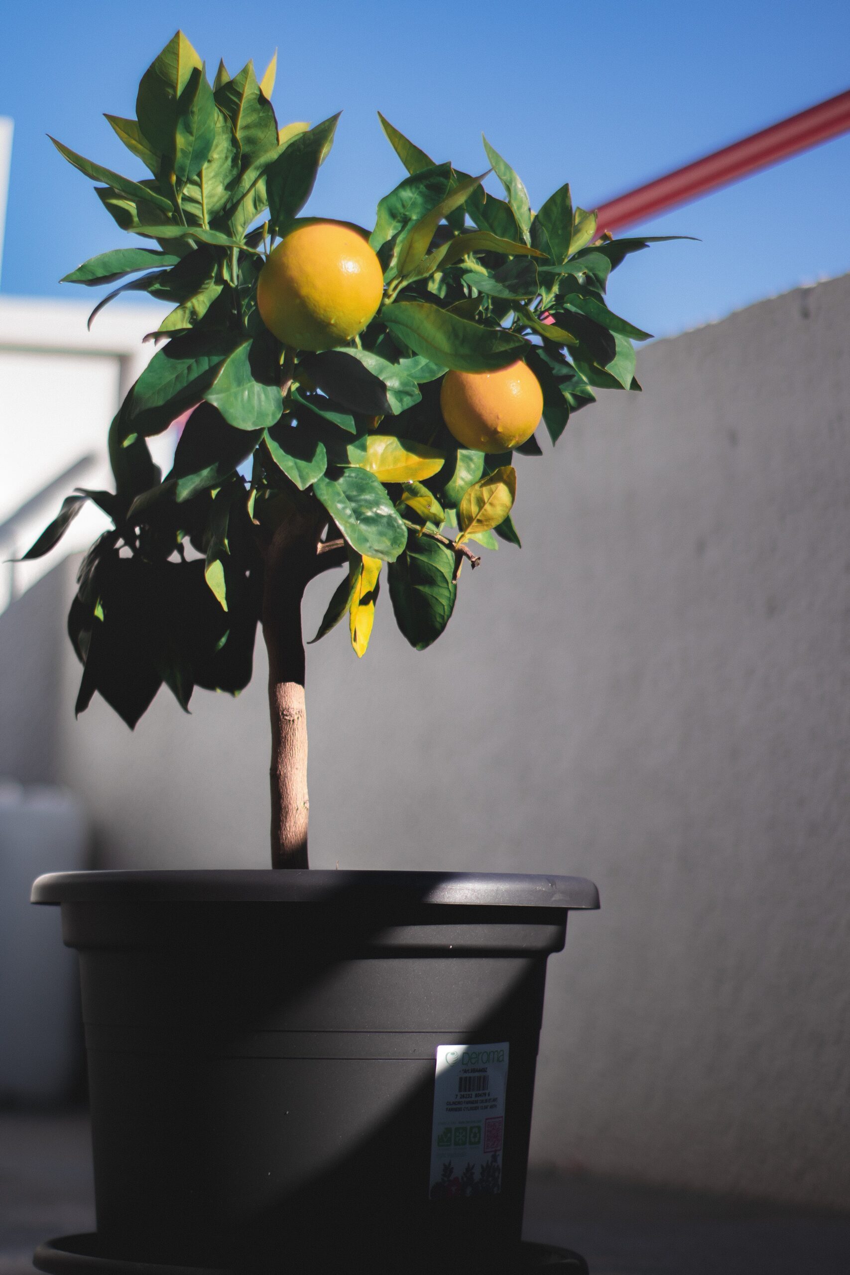 citronnier3 citronnier3