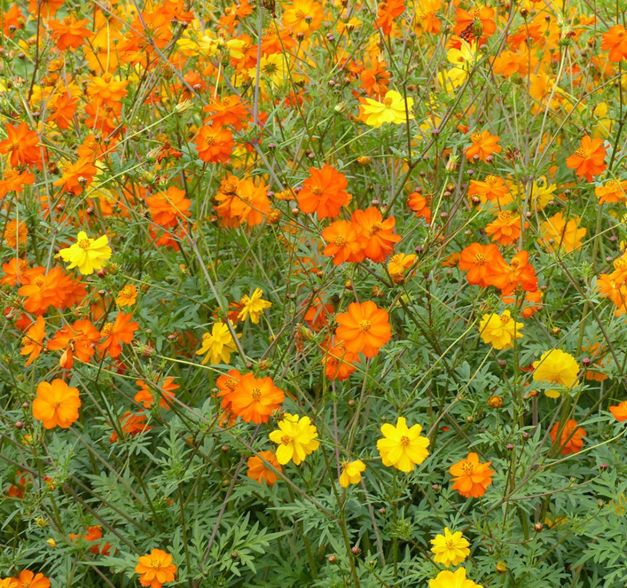 cosmossulphureusbrightlights