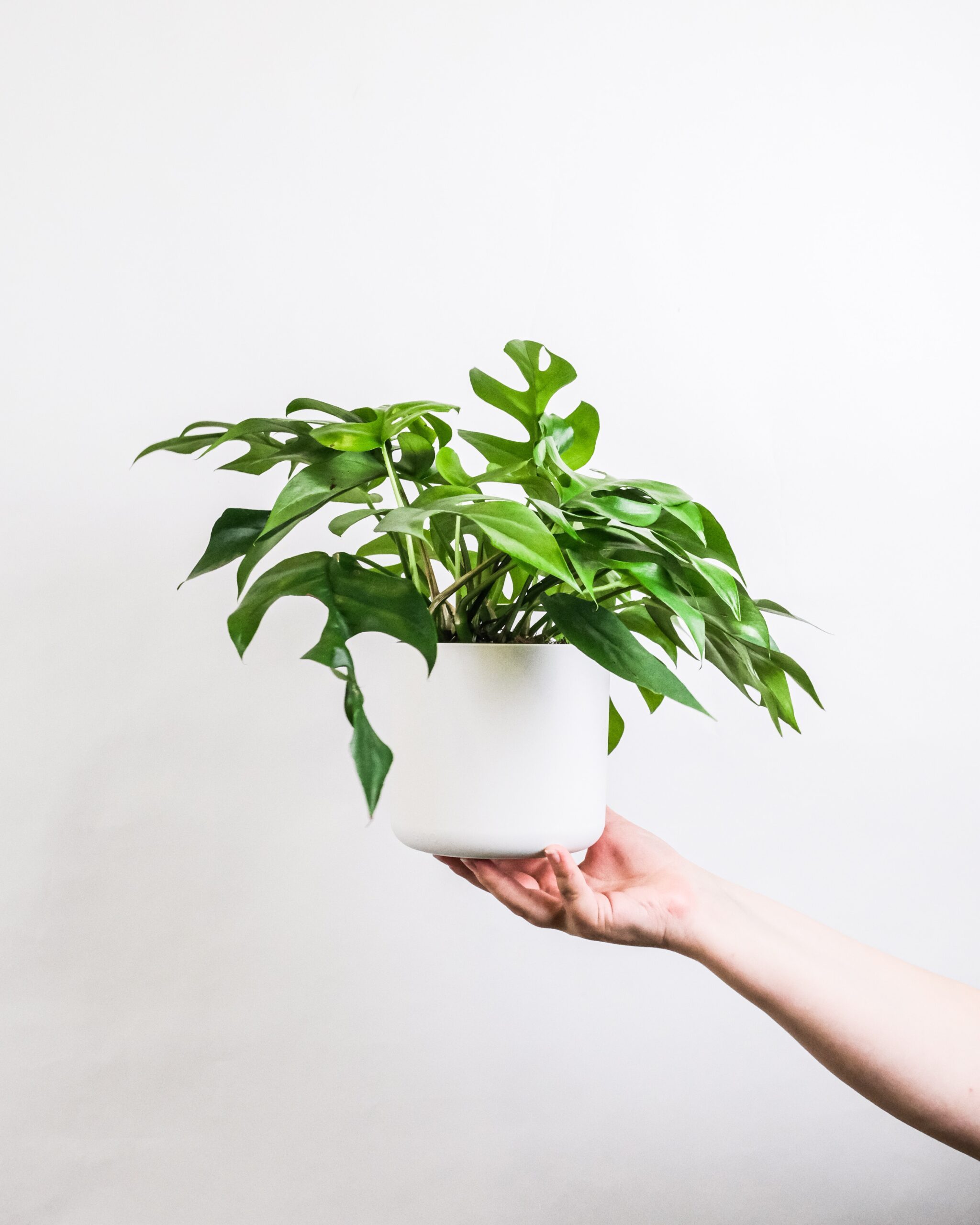feey-RHe-ebrSUTE-unsplash feey-RHe-ebrSUTE-unsplash
