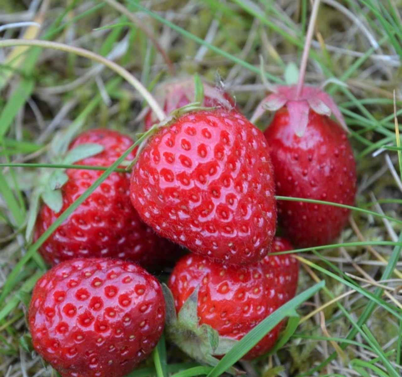 fraisieralexandrie