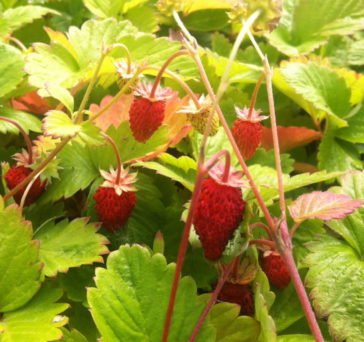 fraisierreinedesvallees