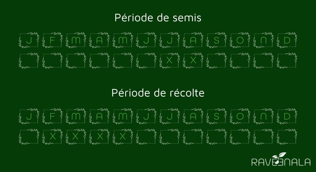semisaildesours semisaildesours