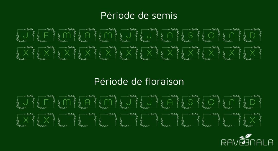 semisaloevera semisaloevera