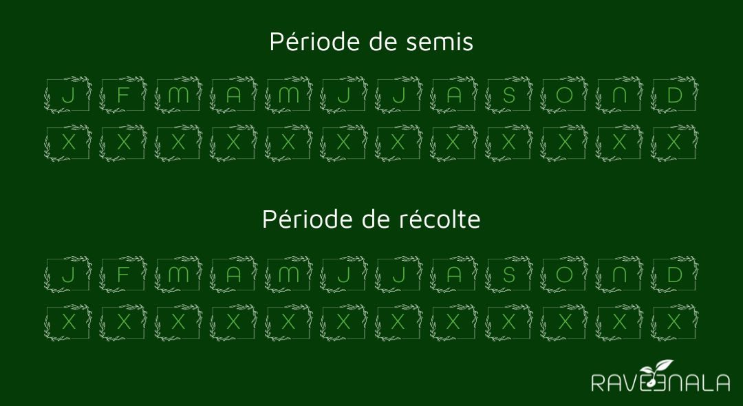 semiscerfeuilfrise semiscerfeuilfrise