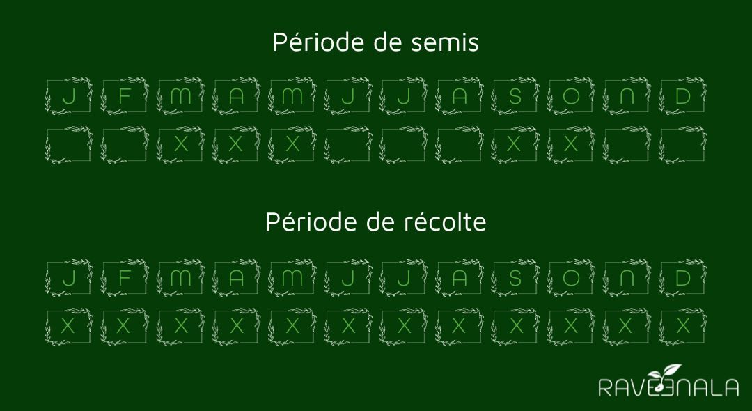 semishelichryse semishelichryse