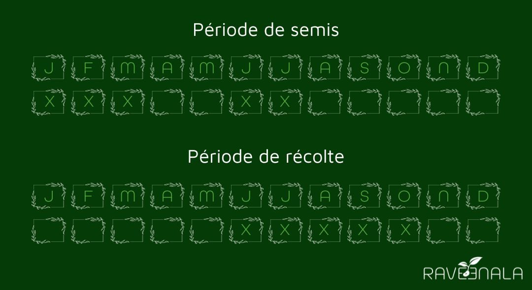 semisoeilletdepoete