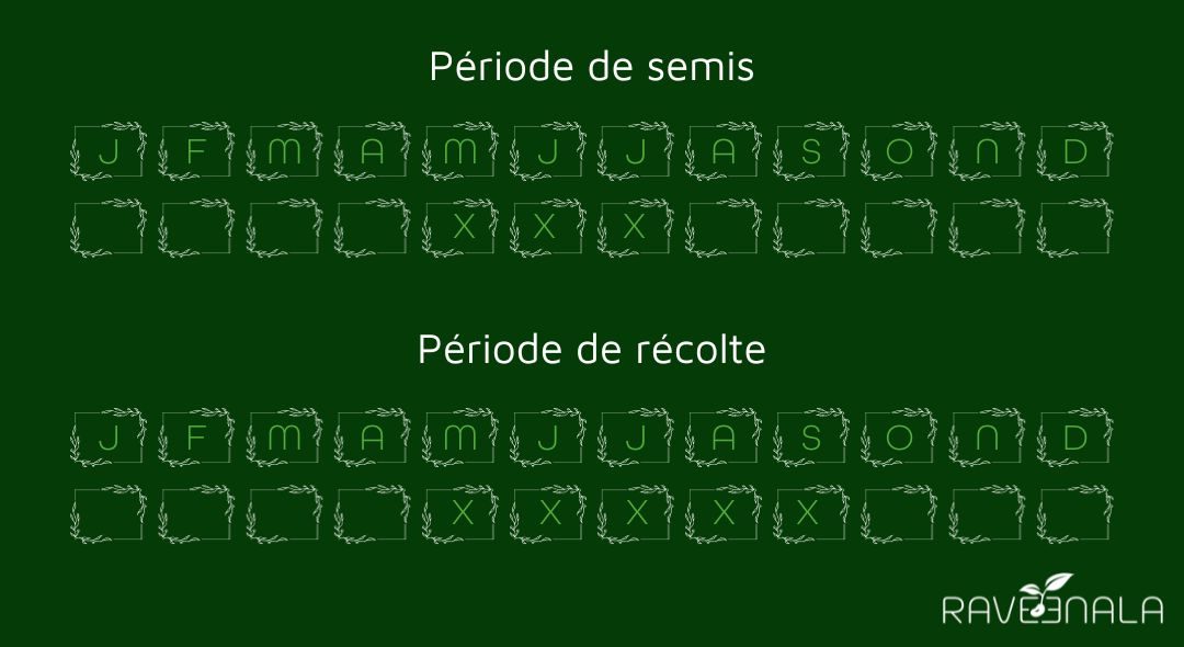 semisplantainlanceole semisplantainlanceole