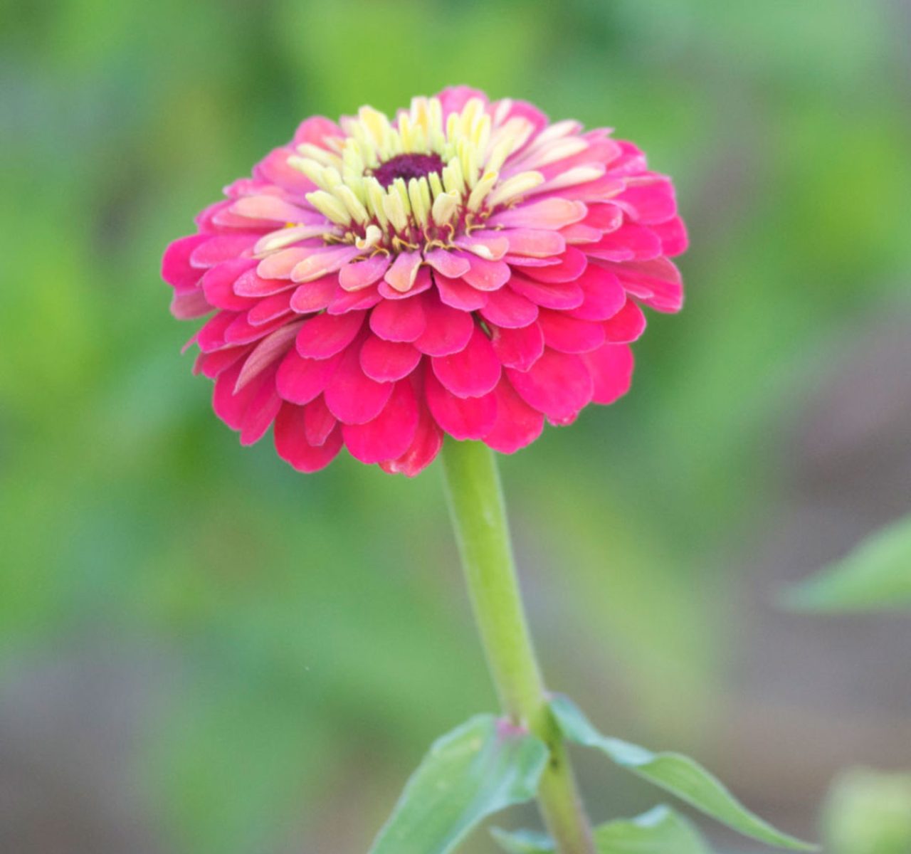 zinniaelegans